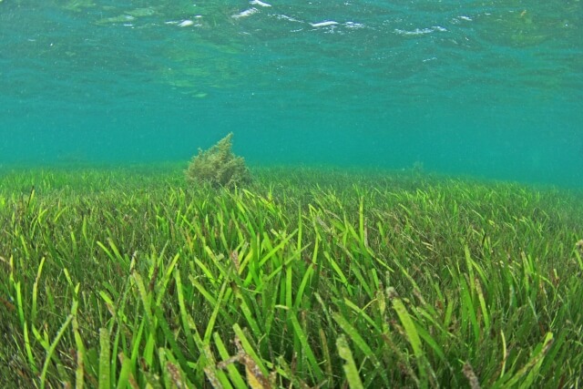 海のゆりかごの役割がある「アマモ」ってどんな海藻？