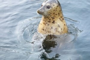アザラシの種類と特徴！生態・性格は？