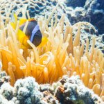 イソギンチャクとは?主な種類・特徴や毒性についても
