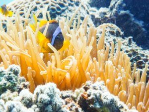 イソギンチャクとは？主な種類・特徴や毒性についても