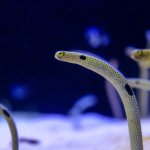 チンアナゴが可愛い!似た種類や生態・性格を解説!生息地についても