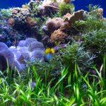 海草と海藻の違いって?種類についても