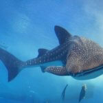 ジンベエザメの生態！特徴・性格は？寿命についても