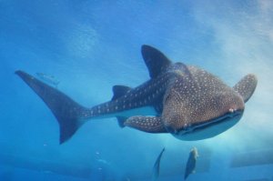 ジンベエザメの生態！特徴・性格は？寿命についても