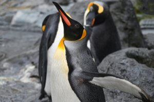 キングペンギンの生態!特徴・性格は?皇帝ペンギンとの違いも