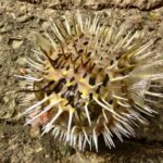 ハリセンボンの生態・特徴は?生息地や寿命も