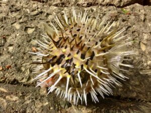 ハリセンボンの生態・特徴は？生息地や寿命も