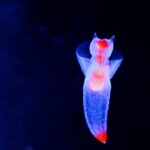 クリオネの生態・特徴!捕食方法や寿命についても