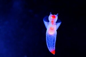 クリオネの生態・特徴!捕食方法や寿命についても