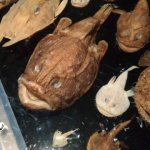 深海魚の種類・特徴って?食べられるの?