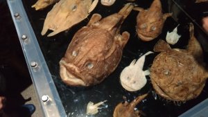 深海魚の種類・特徴って？食べられるの？