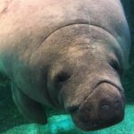 マナティーの生態!性格・寿命は?ジュゴンとの違いについても
