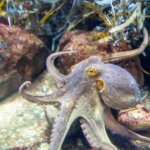 タコの生態・特徴は?体の仕組み・寿命など