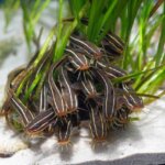 ゴンズイの生態・特徴って?毒性についても