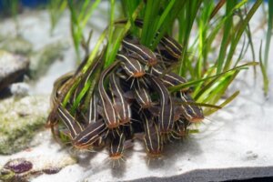 ゴンズイの生態・特徴って？毒性についても