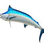 カジキの生態!種類・生息地は?特徴・性格についても