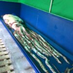 ダイオウイカの生態・特徴!大きい理由についても