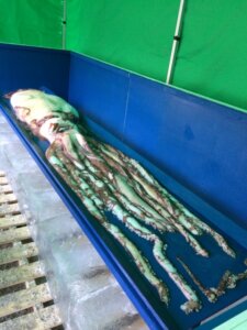 ダイオウイカの生態・特徴!大きい理由についても