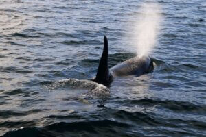 イルカ・クジラ・シャチの違いって?それぞれの特徴を解説