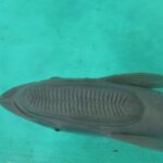 コバンザメの生態・特徴!吸盤の役割や名前の由来など