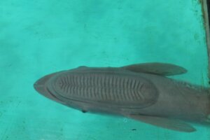 コバンザメの生態・特徴!吸盤の役割や名前の由来など