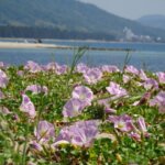 海浜植物って?特徴や種類を紹介