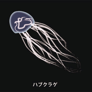 ハブクラゲの毒は危険!特徴・生息地や刺されたときの対処法