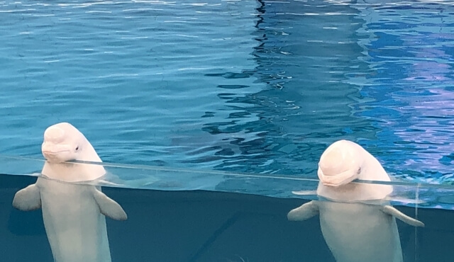 シロイルカの生態や特徴って？性格・知能・寿命など | Slow Surf Style