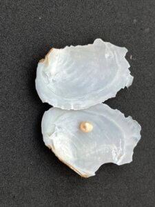 真珠とは何？種類やできる仕組みを解説