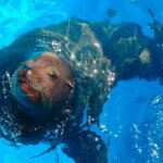 アシカの生態・特徴って?生息地・性格やオットセイとの違いも