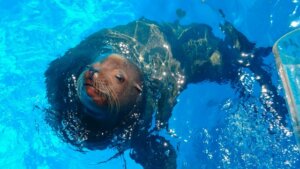 アシカの生態・特徴って?生息地・性格やオットセイとの違いも