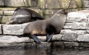 オットセイの生態・特徴って?鳴き声の特徴や寿命など