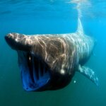 【巨大なサメ】ウバザメの生態・特徴って?名前の由来・生息地・寿命など