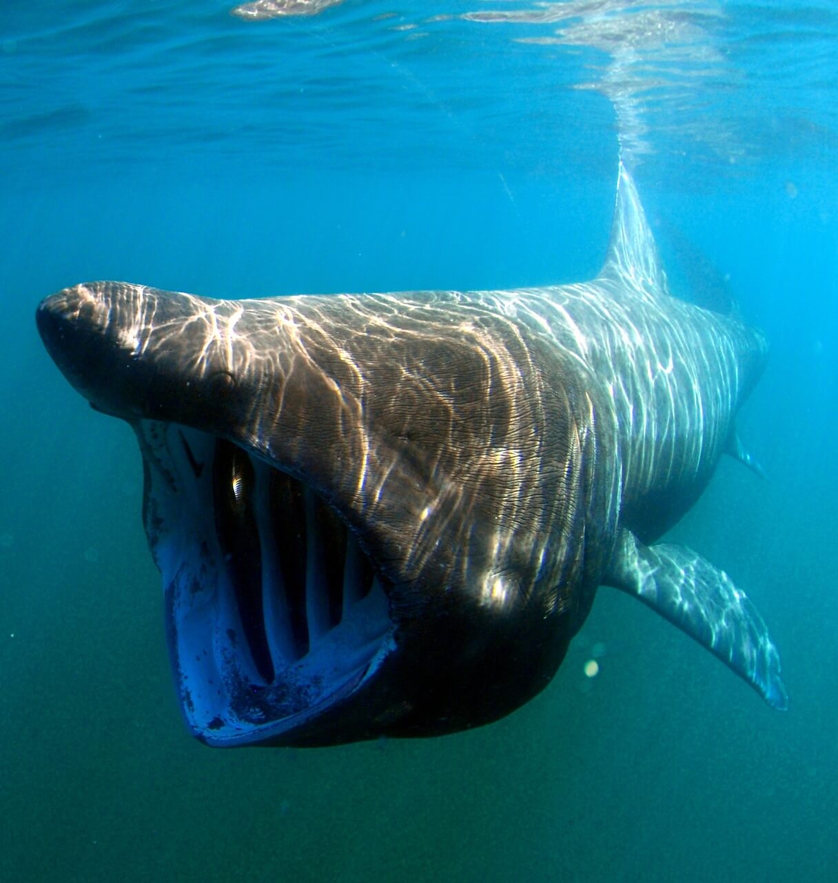 【巨大なサメ】ウバザメの生態・特徴って？名前の由来・生息地・寿命など