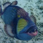 ゴマモンガラは危険…?特徴・生態を解説