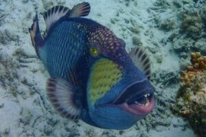 ゴマモンガラは危険…?特徴・生態を解説