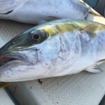 ヒラマサ(ヒラス)の特徴・生態!カンパチ・ブリとの違いも