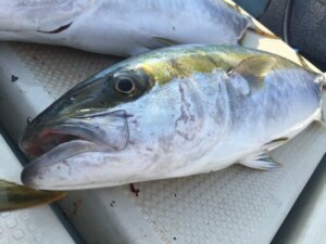 ヒラマサ(ヒラス)の特徴・生態!カンパチ・ブリとの違いも