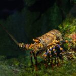 伊勢海老の特徴・生態!脱皮の回数・名前の由来など