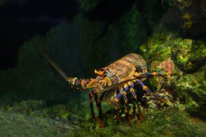 伊勢海老の特徴・生態！脱皮の回数・名前の由来など