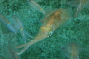 アオリイカの特徴・生態！旬の時期や釣り方など