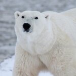 ホッキョクグマの特徴・生態!地球温暖化による影響についても