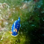 海のナメクジ「ウミウシ」とは?種類や生息地など