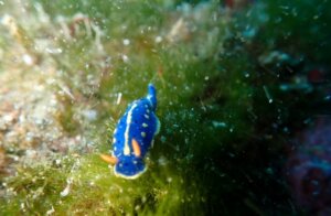 海のナメクジ「ウミウシ」とは?種類や生息地など