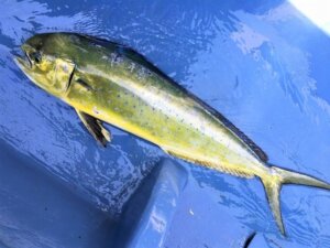 シイラの特徴・生態!美味しい食べ方についても