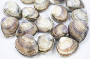 シオフキ貝の特徴・生態！あさりとの違いや食べ方など