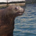 トドの特徴・生態!体重・生息地やセイウチとの違いなど