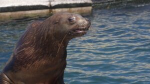 トドの特徴・生態！体重・生息地やセイウチとの違いなど