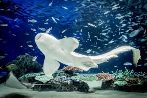 トラフザメの特徴・生態!生息地や危険性など