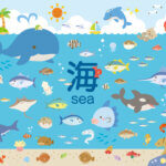 海の生き物人気ランキングTOP10!理由や特徴を解説